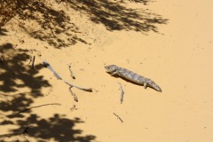 IMG_6285